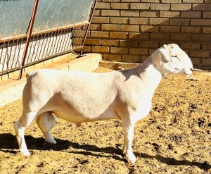 1X WHITE DORPER T3 RAM KOWIE DE WITT WIT DORPERS