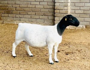 1X DORPER T5 EWE KOWIE DE WITT DORPERS