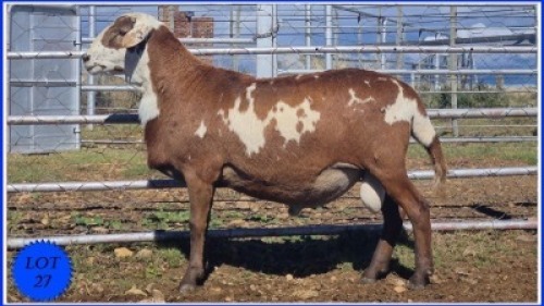 LOT 27 X 1 RAM COLLETT FARMING KUDDE