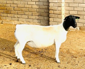 1X DORPER T5 EWE KOWIE DE WITT DORPERS