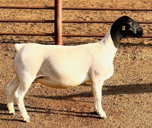 1X DORPER T5 EWE KOWIE DE WITT DORPERS