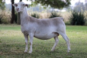 1X WHITE DORPER T5 EWE KOWIE DE WITT WIT DORPERS