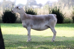 1X WHITE DORPER T5 EWE KOWIE DE WITT WIT DORPERS