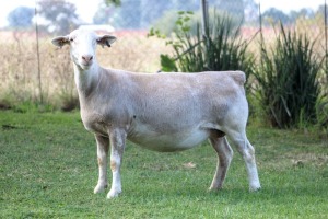 1X WHITE DORPER T5 EWE KOWIE DE WITT WIT DORPERS