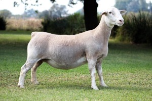 1X WHITE DORPER T5 EWE KOWIE DE WITT WIT DORPERS