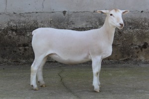 1X WHITE DORPER T3 EWE JTV WITDORPERS