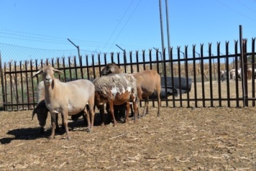 LOT 52 X 7+1 OOI/EWE BADEVEEN TRUST KUDDE