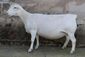 1X WHITE DORPER T5 EWE JTV WITDORPERS