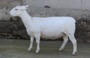 1X WHITE DORPER T5 EWE JTV WITDORPERS