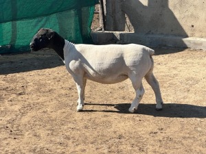 2X DORPER T5 EWE LEROY PHILLIPS DORPER (Pay per animal to take all)