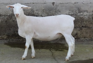 1X WHITE DORPER T4 EWE JTV WITDORPERS