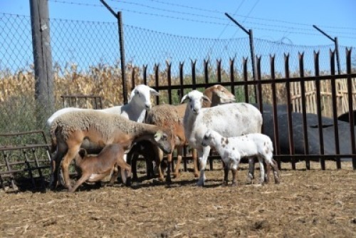 LOT 51 X 4+3 OOI/EWE BADEVEEN TRUST KUDDE