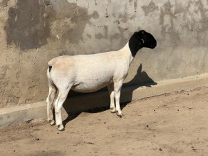 2X DORPER T5 EWE LEROY PHILLIPS DORPER (Pay per animal to take all)