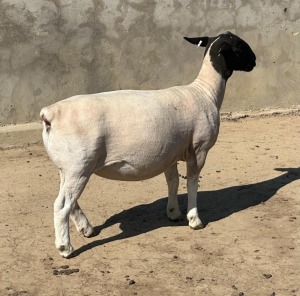 2X DORPER T5 EWE LEROY PHILLIPS DORPER (Pay per animal to take all)