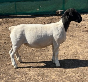 2X DORPER T5 EWE LEROY PHILLIPS DORPER (Pay per animal to take all)