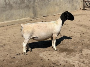 1X DORPER T5 EWE LEROY PHILLIPS DORPER