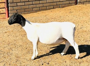 1X DORPER T5 EWE KOWIE DE WITT DORPERS