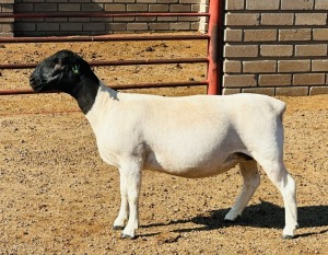 1X DORPER T5 EWE KOWIE DE WITT DORPERS