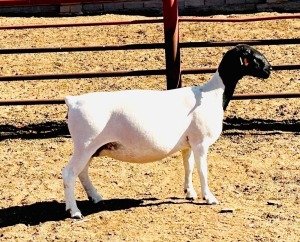 1X DORPER T5 EWE KOWIE DE WITT DORPERS