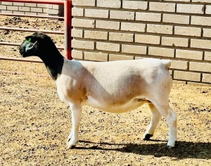 1X DORPER T5 EWE KOWIE DE WITT DORPERS