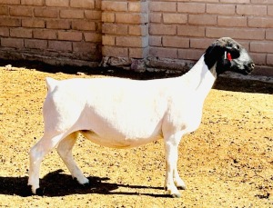 1X DORPER T3 EWE KOWIE DE WITT DORPERS (Pay per animal to take all)