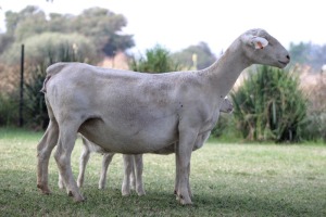 1+2X WHITE DORPER T5 EWE KOWIE DE WITT WIT DORPERS