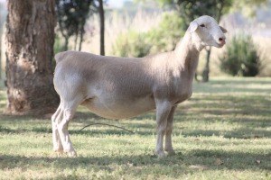 3X WHITE DORPER T4 EWE KOWIE DE WITT DORPERS (Pay per animal to take all)