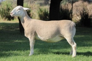 2X WHITE DORPER T4 EWE KOWIE DE WITT DORPERS (Pay per animal to take all)