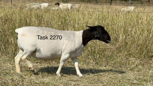 1X DORPER T3 EWE TASK DORPERS