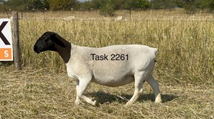 1X DORPER T4 EWE TASK DORPERS