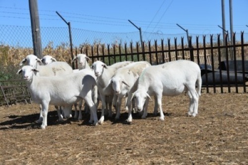 LOT 53 X 9 OOI/EWE BADEVEEN TRUST KUDDE
