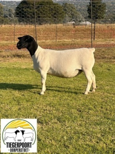 1X DORPER T4 EWE TIEGERPOORT DORPERS