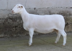 1X WHITE DORPER T5 EWE JTV WITDORPERS