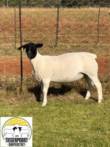 2X DORPER T5 & T4 EWE TIEGERPOORT DORPERS