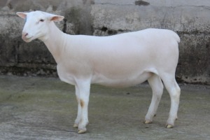 1X WHITE DORPER T5 EWE JTV WITDORPERS