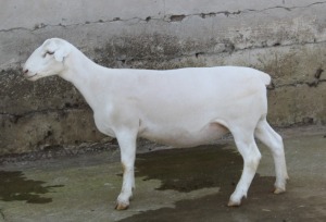 1X WHITE DORPER T4 EWE JTV WITDORPERS