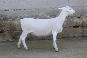 1X WHITE DORPER T4 EWE JTV WITDORPERS