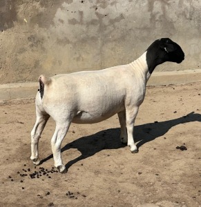 1X DORPER T5 EWE LEROY PHILLIPS DORPER