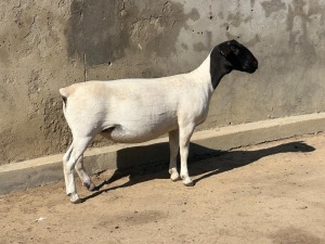 2X DORPER T4 EWE LEROY PHILLIPS DORPER (Pay per animal to take all)