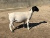 2X DORPER T4 EWE LEROY PHILLIPS DORPER (Pay per animal to take all) - 2