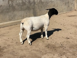 3X DORPER T3 EWE LEROY PHILLIPS DORPER (Pay per animal to take all)