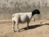 3X DORPER T3 EWE LEROY PHILLIPS DORPER (Pay per animal to take all) - 2