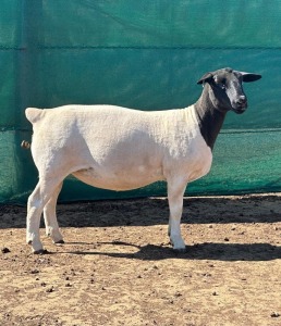 2X DORPER T4 EWE LEROY PHILLIPS DORPER (Pay per animal to take all)