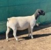 2X DORPER T4 EWE LEROY PHILLIPS DORPER (Pay per animal to take all) - 2