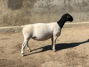 3X DORPER T3 EWE LEROY PHILLIPS DORPER (Pay per animal to take all)