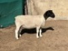 3X DORPER T3 EWE LEROY PHILLIPS DORPER (Pay per animal to take all) - 2