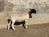 3X DORPER T3 EWE LEROY PHILLIPS DORPER (Pay per animal to take all) - 3