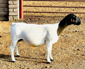 2+1X DORPER T4 EWE KOWIE DE WITT DORPERS (Pay per animal to take all)