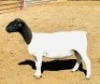 2+1X DORPER T4 EWE KOWIE DE WITT DORPERS (Pay per animal to take all) - 2
