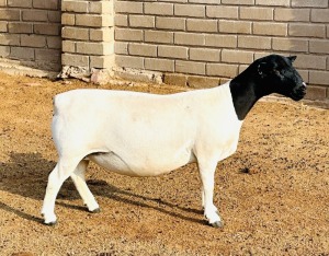 3X DORPER T5 EWE KOWIE DE WITT DORPERS (Pay per animal to take all)